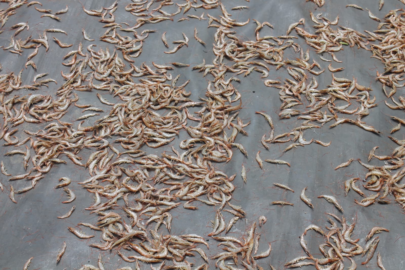 Sun-dried prawns ready for sorting