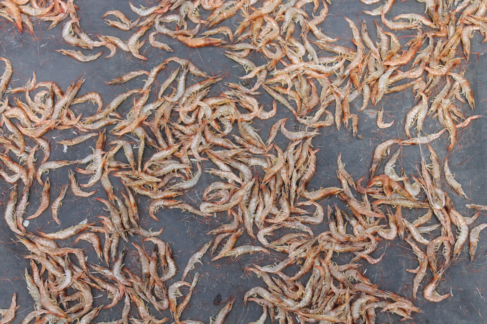 Golden sun-dried prawns after a full day of curing