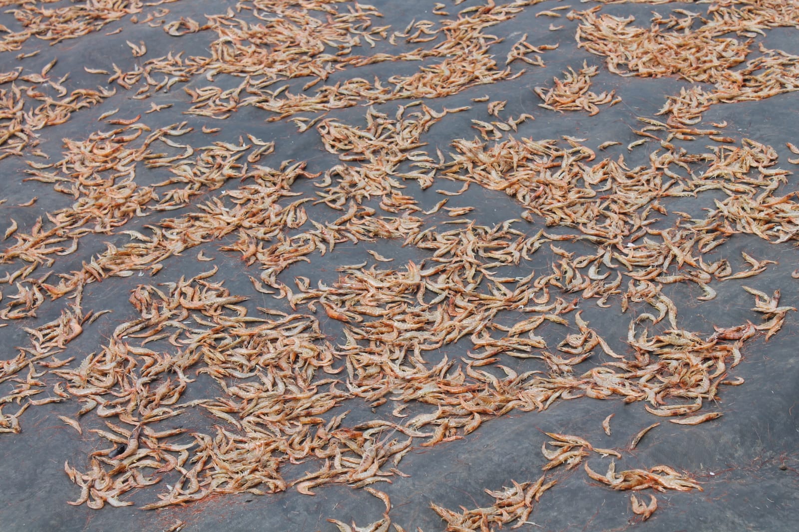 Fresh prawns laid out on the drying sheet
