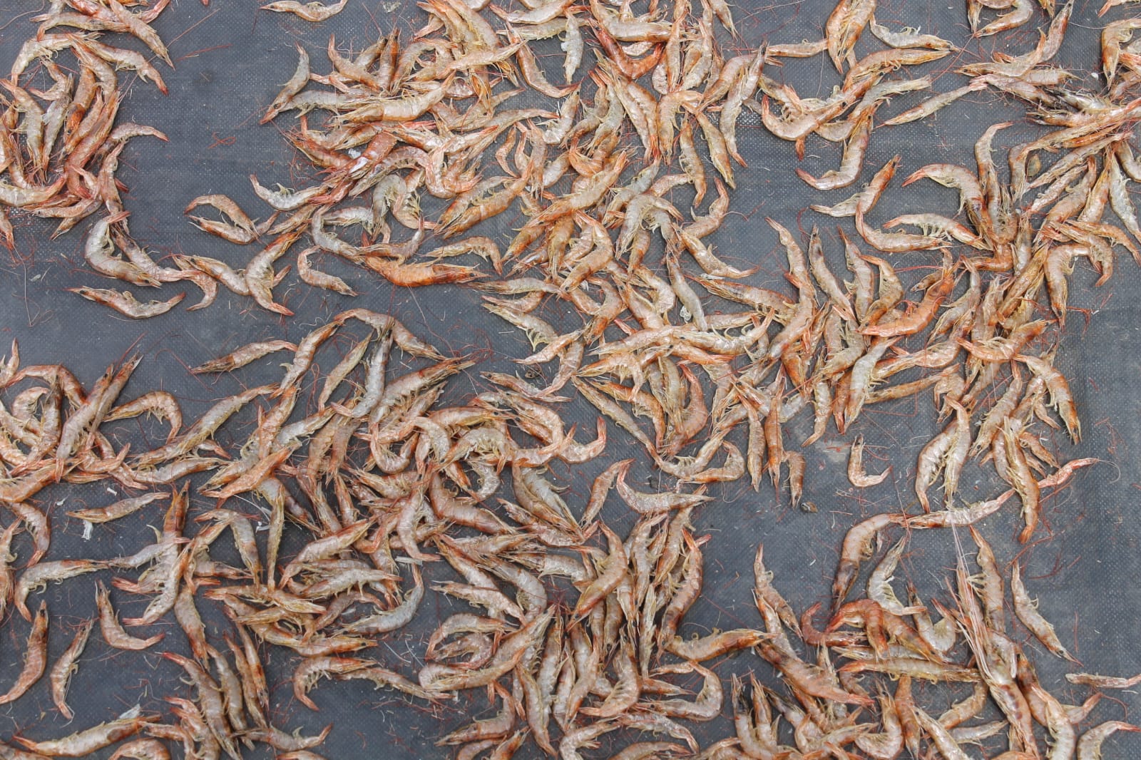 Prawns spread out to dry in the sun
