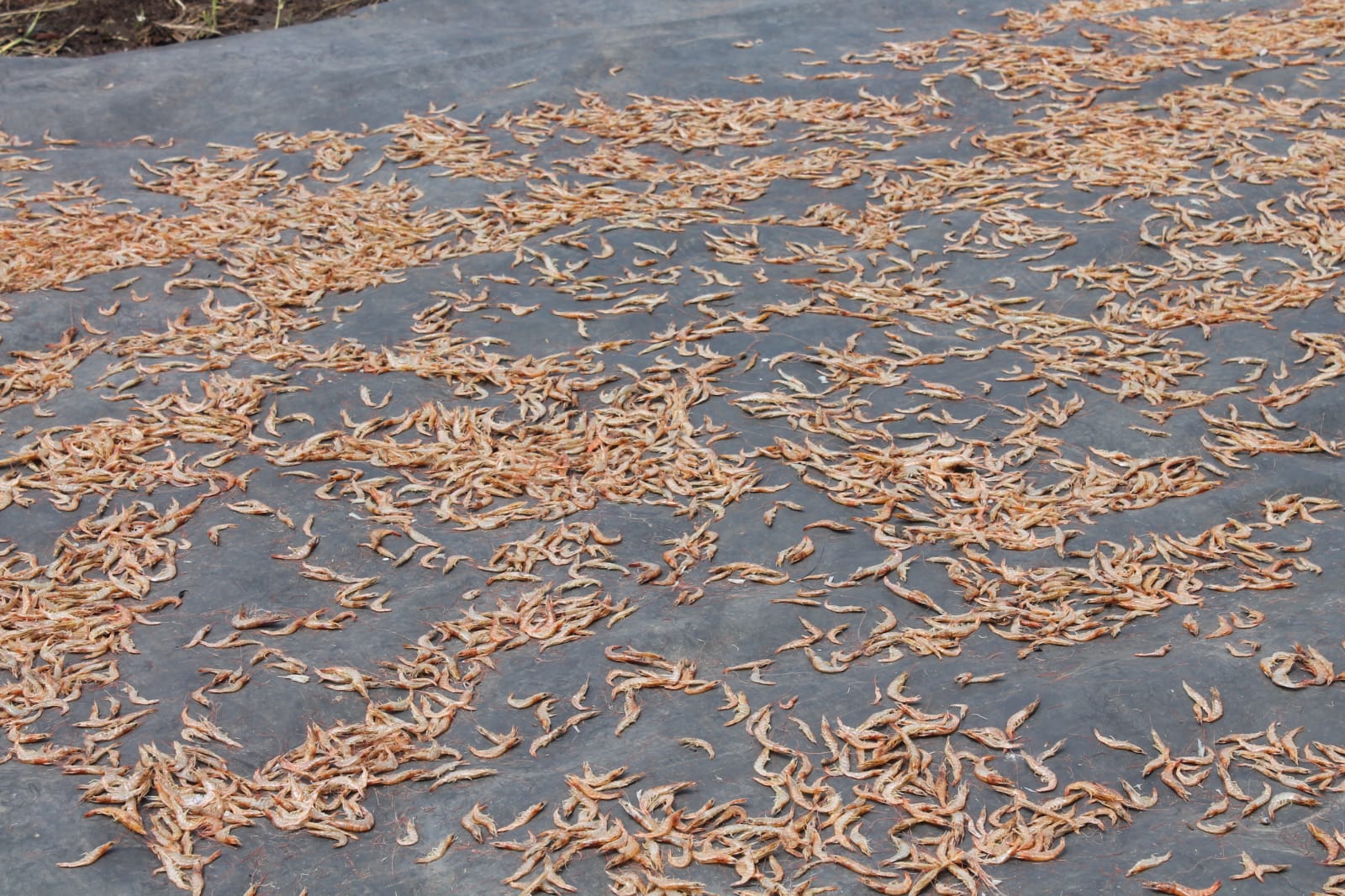 Prawns drying in the afternoon sun