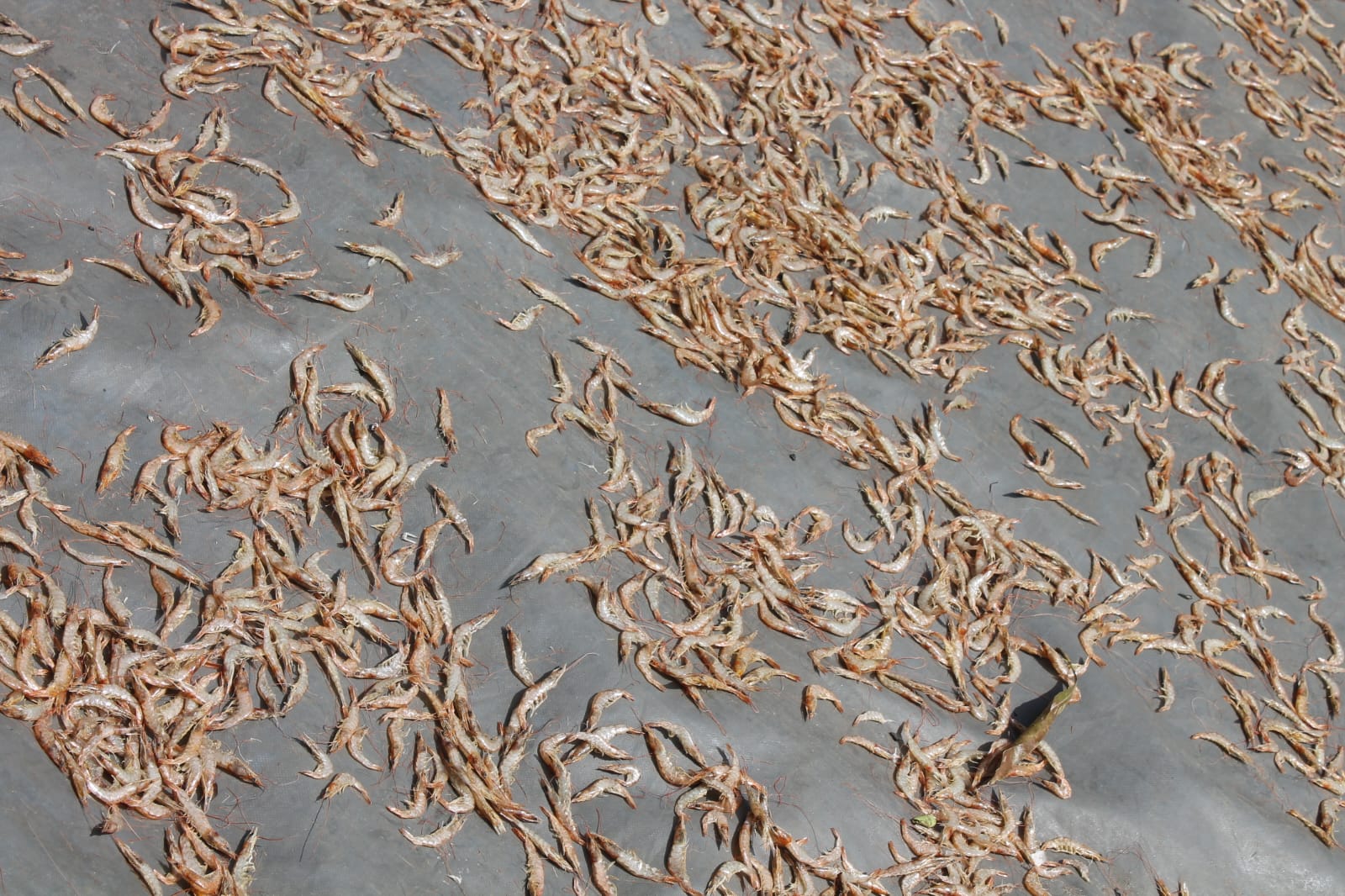 A full yard of prawns laid out to sun-dry